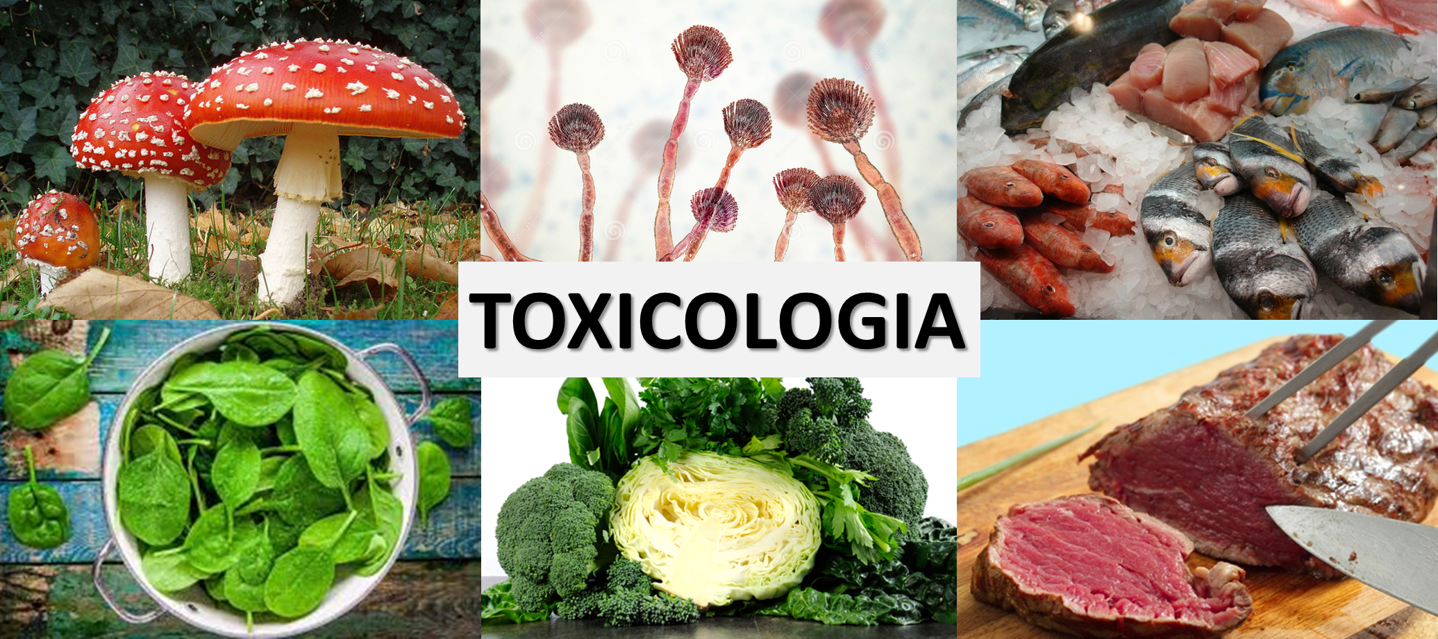 toxicologia de alimentos